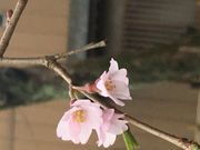 まあちゃんさんの般若院の投稿写真2