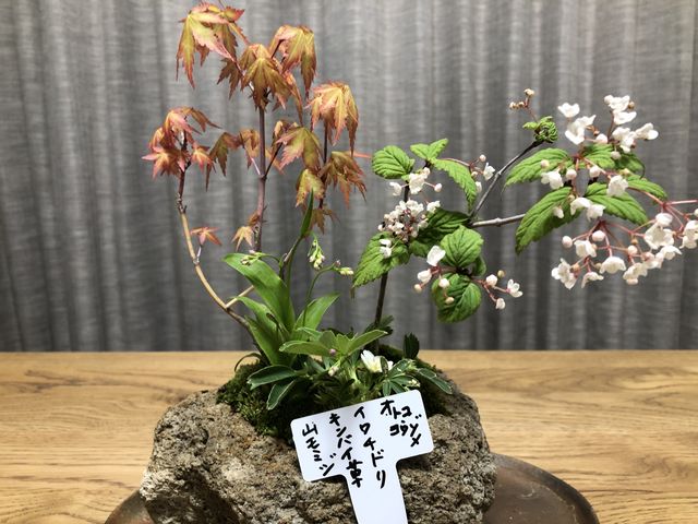 選んだ山野草の名前を札に書いていただきました。管理方法も教えてもらったので安心です。_チェリーガーデン野草庵