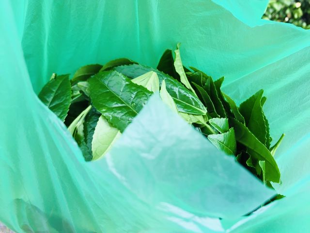 摘んだ茶葉_西尾市観光協会