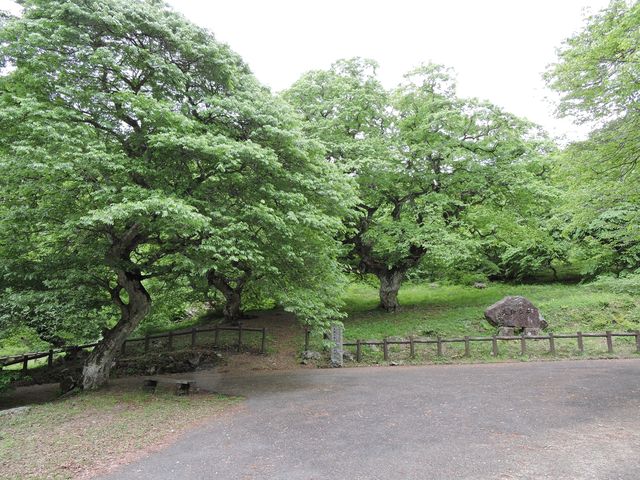 大朝町 テングシデ群_テングシデ群落