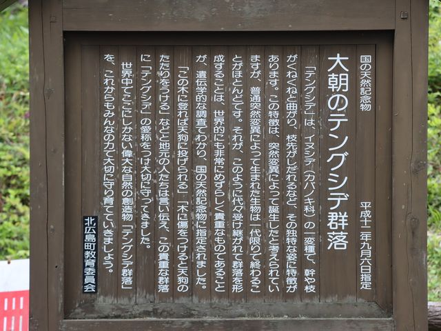 大朝町 テングシデ群_テングシデ群落