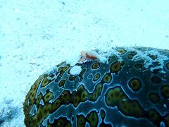マサヤンさんのMarine Shop ヤビジへの投稿写真1