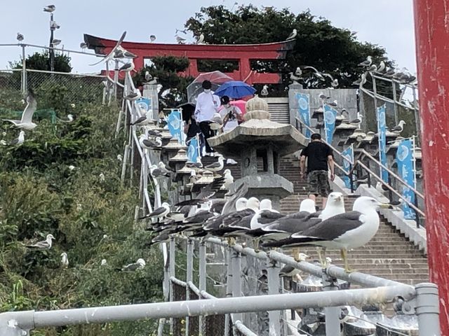 蕪島の入口です。この時期はうみねこの密度が半端ないです。_蕪島