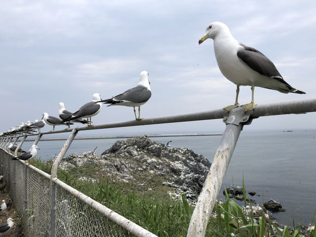 蕪島の上から見たところ。うみねこがびっしりです。_蕪島