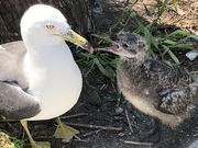 うぺちゃんさんの蕪島の投稿写真3