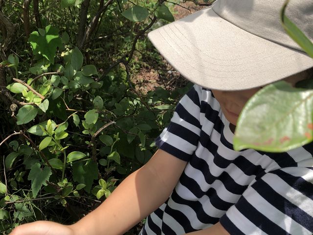 よく熟れたブルーベリーがたくさん_ひかりブルーベリーガーデン