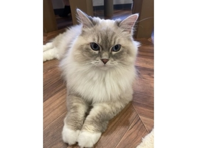モフモフなウララちゃん_Cat of Liberty