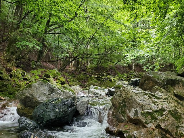 雨上がりの朝です!_モモンガの森