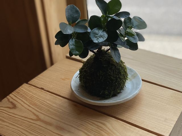 癒し苔玉_凛華