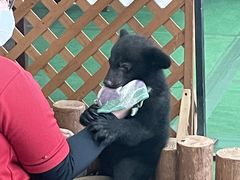 阿蘇カドリー・ドミニオンの写真1