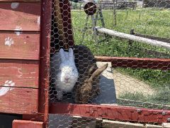 Strawberry Farm No.15 (the Farm UNIVERSAL いちご園)の写真2