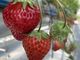 chachaさんのStrawberry Farm No.15 (the Farm UNIVERSAL いちご園)への投稿写真3