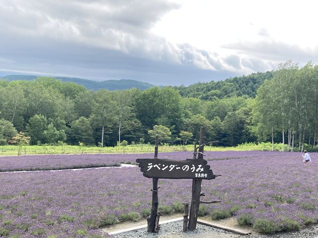 朝のラベンダー畑_ハイランドふらの