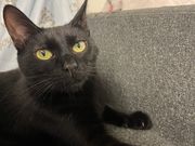 まみちゃんさんの保護猫シェルター おうちにおいで。の投稿写真2