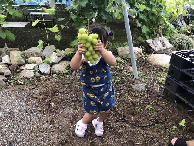 甘くて美味しいシャインマスカット_グレープガーデン安全農園