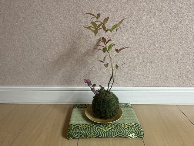 今のところ順調です。_苔玉工房 TACHIOKAYA
