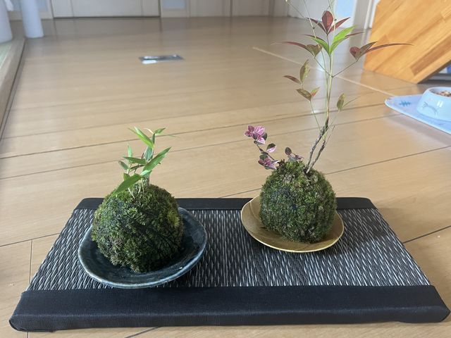 元気です。_苔玉工房 TACHIOKAYA