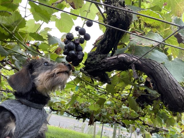犬はぶどうは食べれないから匂いだけ_川田ぶどう園