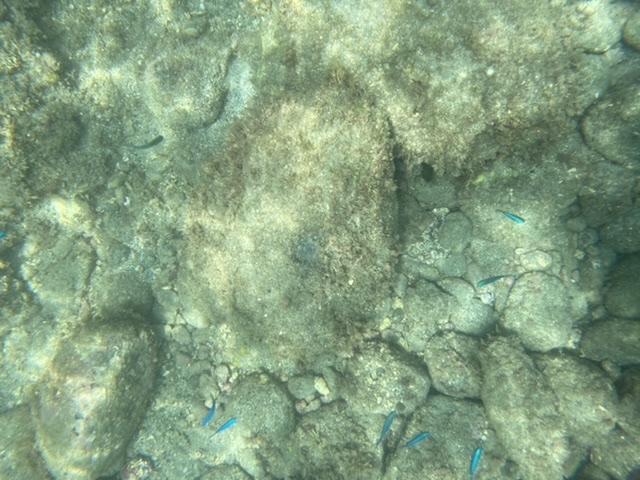 海は透明。お魚たくさんいました!_西伊豆コースタルカヤックス