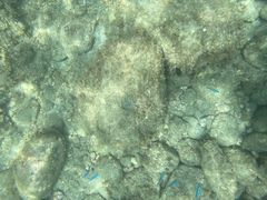 とみさんの西伊豆コースタルカヤックスへの投稿写真1