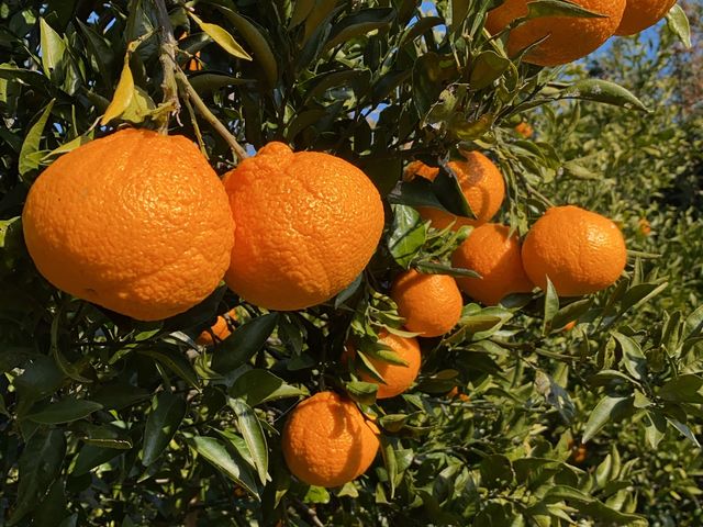 みかん狩りや芋掘り体験(お土産付き)その他さまざまな体験が季節ごとにできる。_民宿みんなの家