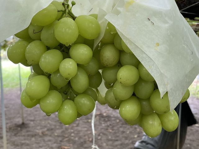 食べ放題_ぶどう・桃 紅玉園