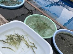 スーザンさんの海ぶどう平安座養殖場への投稿写真3