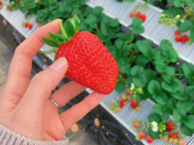 甘くて美味しい苺でした_シミズファーム