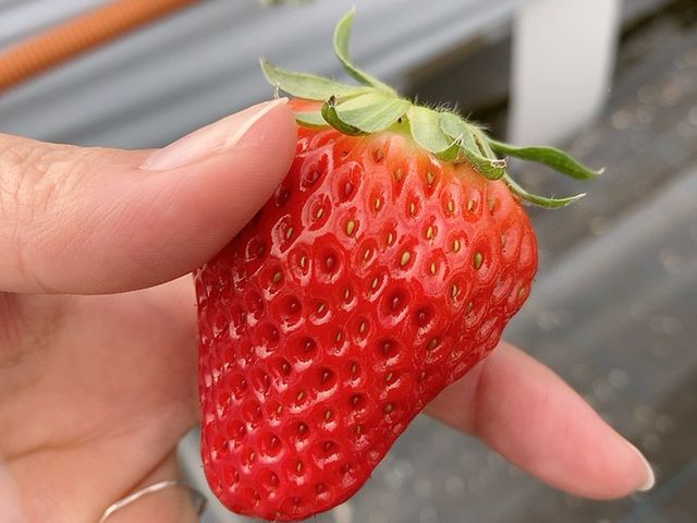 いちご_おおのきファーム