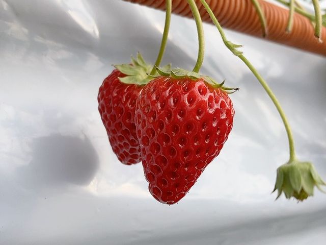 いちご_おおのきファーム