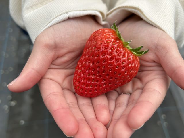 片手でおさまらない大粒ないちご_おおのきファーム