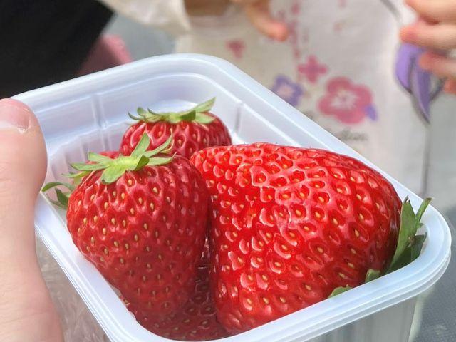 大きくて、濃厚!どんないちごを選べばいいか、品種による味の違いなどは、農園長さんが教えてくれます。_コムロベリーズファーム 季節の香り農園