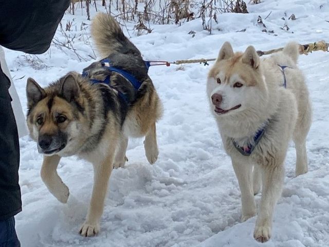 ソリをひいてくれたワンちゃんたち2_追分犬ぞりクラブ ハスキー&シェパード