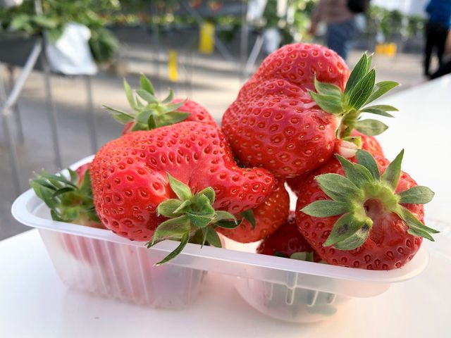 トレーに好きないちごを入れて、ベンチに座って食べられるので、小さいお子さんも安心です。_コムロベリーズファーム 季節の香り農園