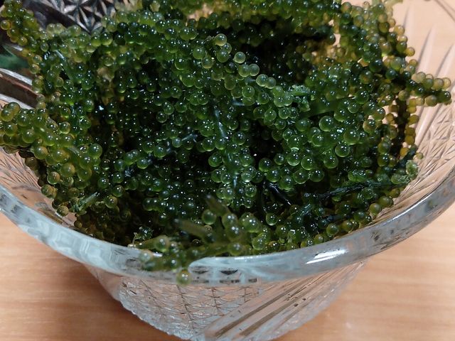 藤枝海ぶどうポン酢_魚がし鮨流れ鮨藤枝店