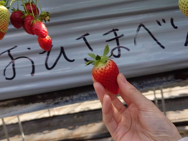 いちごが植えてあるところにも名前があってわかりやすいです!_苺畑農場