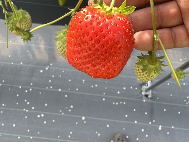 大きなかおり野です_園田いちご園
