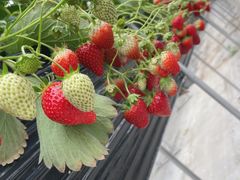 もののけさんの夢いちごの郷 半澤いちご農園への投稿写真1