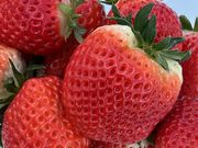 にゃーごさんのBERRY FARMの投稿写真1