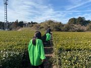 みやびさんのヤマタカ櫻井製茶「富士山Teaパーク」の投稿写真1