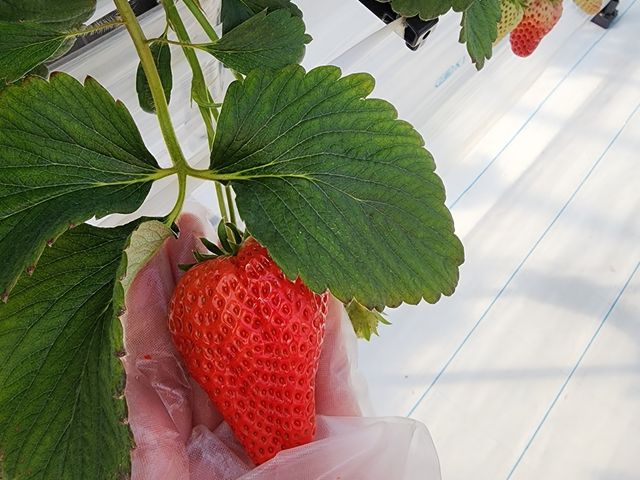 大粒のいちご!!_グリーンビジネス橋本いちご園