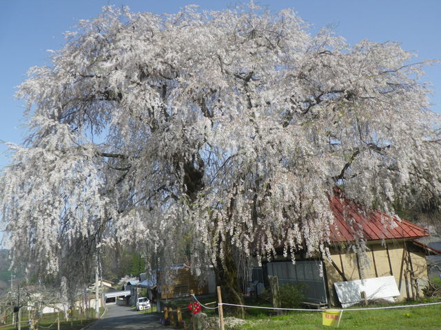 マーチャンさんの中塩のしだれ桜の投稿写真1