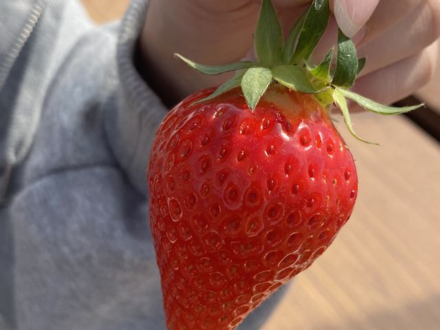 この日1番大きい苺_いちご農園 フラウラファーム