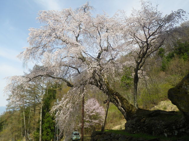 赤和観音のしだれ桜