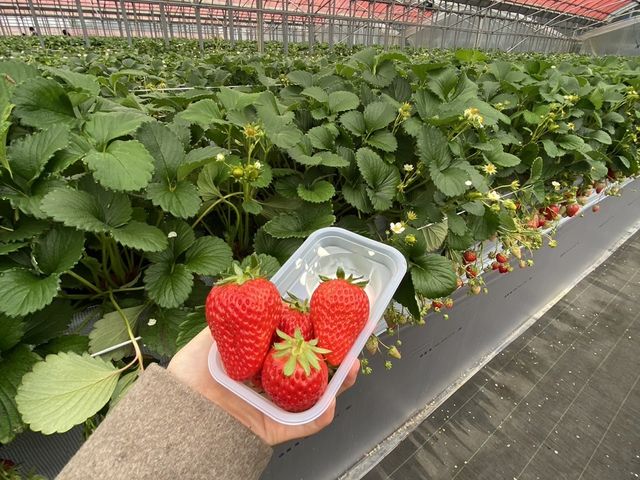 大きくて甘いいちごでしたー_strawberryfarm シャインベリー