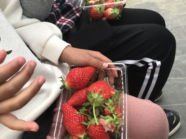 大きく甘いいちごでした_森田いちご園