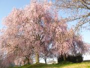 マーチャンさんの千曲川堤防の桜堤の投稿写真1