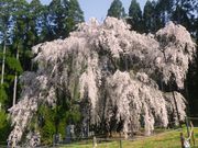 マーチャンさんの坪井のしだれ桜の投稿写真1