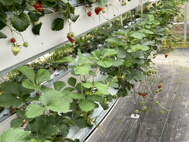 実りが少ない_BerryParkいずみの