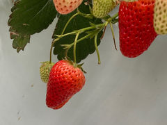 867さんのお陽様農園への投稿写真1